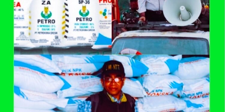 Warga Petani Manggarai Keluhkan Kelangkaan Pupuk Bersubsidi, Bupati Hery : Tergantung Pemerintah Pusat !