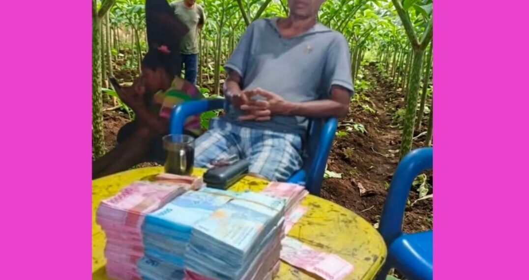 Panen Porang di Rego Mabar Tembus Rp250 Juta, Petani Nikmati Berkah Ganda !