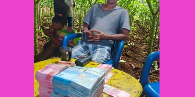 Panen Porang di Rego Mabar Tembus Rp250 Juta, Petani Nikmati Berkah Ganda !