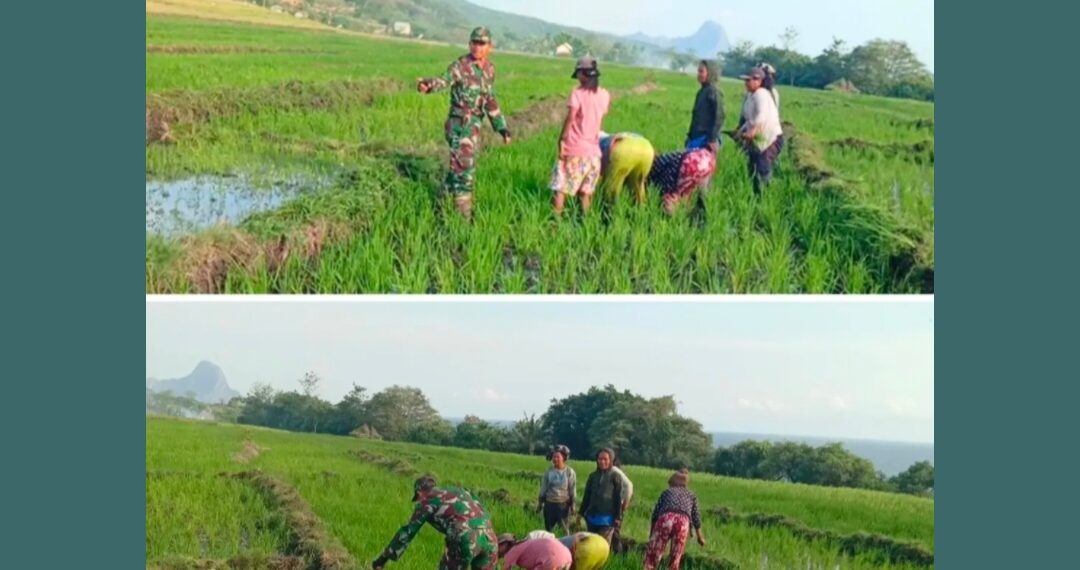 Babinsa Lembor Dampingi Petani Watu Waja, Dorong Ketahanan Pangan Manggarai Barat !